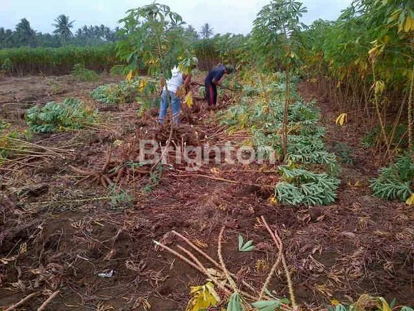 image TANAH PINGGIR PANTAI (2)