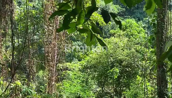 image TANAH COCOK UNTUK PEMUKIMAN VILLA DAN RESORT (6)