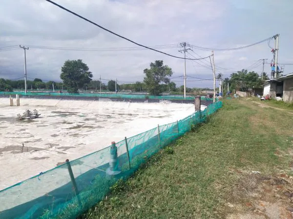 image TAMBAK DI JEMBRANA (5)