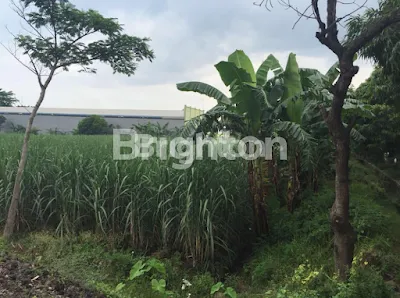 image TANAH SAWAH PROBOLINGGO NOL JALAN (1)