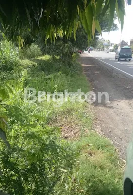 image TANAH SAWAH PROBOLINGGO NOL JALAN (2)