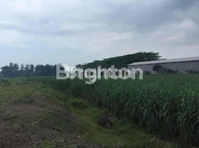 image TANAH SAWAH PROBOLINGGO NOL JALAN (3)