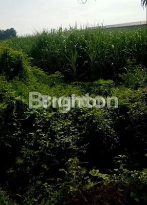 image TANAH SAWAH PROBOLINGGO NOL JALAN (5)