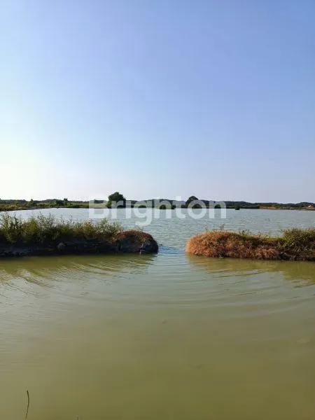 image TAMBAK BANDENG LAMONGAN MURAHHH (1)