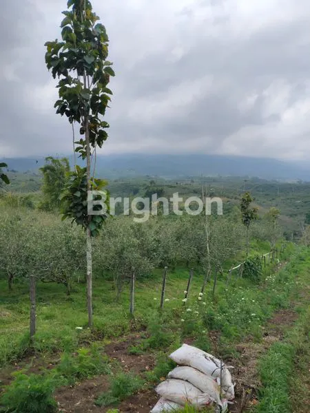 image TANAH LUASS MURAH STRATEGIS BATU (5)