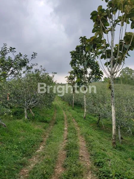 image TANAH LUASS MURAH STRATEGIS BATU (8)