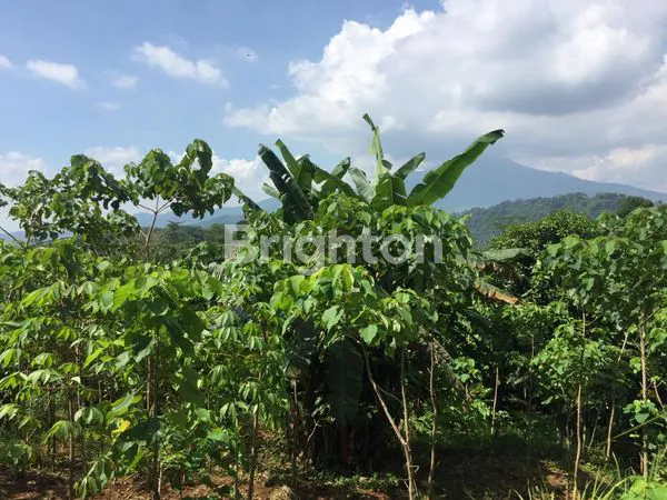 image TANAH DAN KEBUN (4)