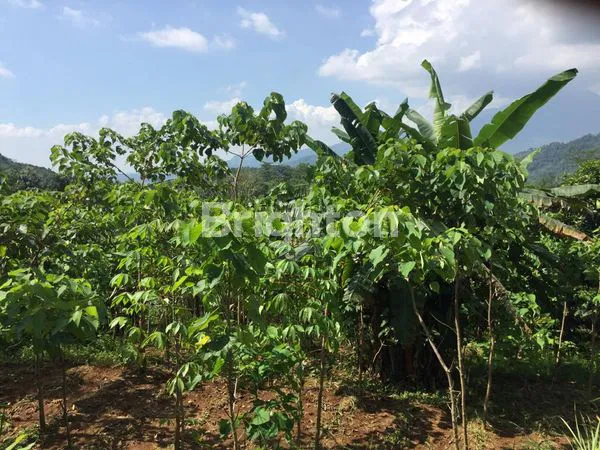 image TANAH DAN KEBUN (2)