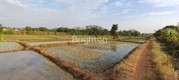 image SAWAH 1 HA - TERAWAT, AIR BAGUS, AKSES MUDAH (2)