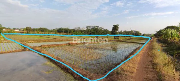 image SAWAH 1 HA - TERAWAT, AIR BAGUS, AKSES MUDAH (4)