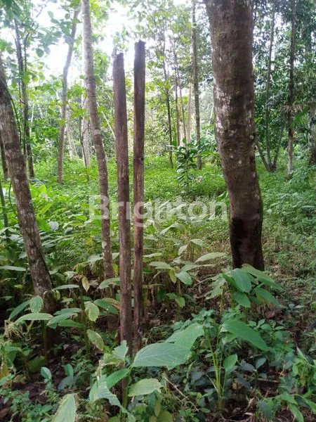 image TANAH PEKARANGAN LOKASI DEKAT KOTA MANDIRI BSB MIJEN SEMARANG (2)