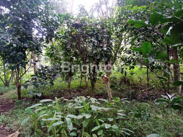 image TANAH PEKARANGAN LOKASI DEKAT KOTA MANDIRI BSB MIJEN SEMARANG (3)