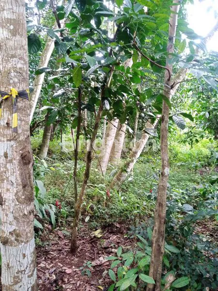 image TANAH PEKARANGAN LOKASI DEKAT KOTA MANDIRI BSB MIJEN SEMARANG (7)