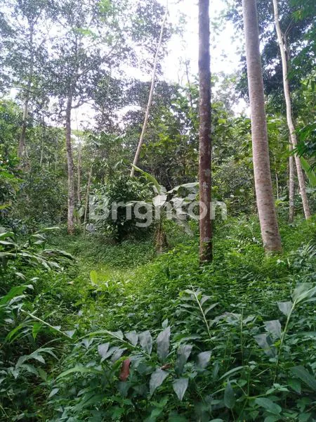 image TANAH PEKARANGAN LOKASI DEKAT KOTA MANDIRI BSB MIJEN SEMARANG (8)