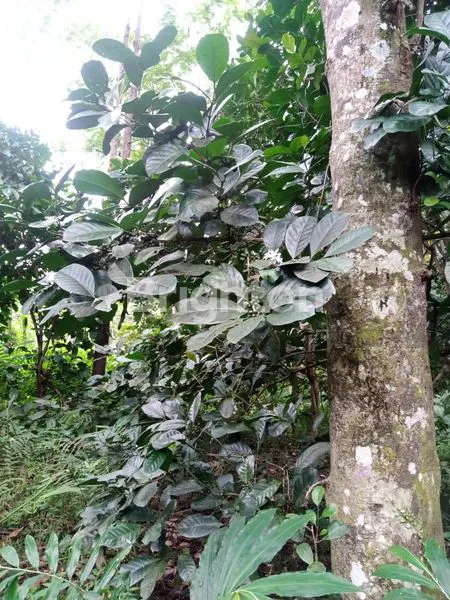 image TANAH PEKARANGAN LOKASI DEKAT KOTA MANDIRI BSB MIJEN SEMARANG (6)