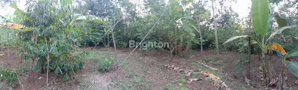 image TANAH SHM DI UNGARAN BONUS POHON DURIAN, MANGGA, JAMBU, JERUK NIPIS, JERUK PERAS, BUAH NAGA, PISANG DLL, (TANAMAN SUBUR & BERBUAH BERKALA). COCOK UNTUK BERKEBUN, BETERNAK, KOLAM LELE, VILLA, DIBANGUN CLUSTER PERUMAHAN, INVESTASI, DLL (4)
