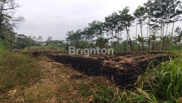 image TANAH KEBUN DS PRODO DS KLAMPOK (3)