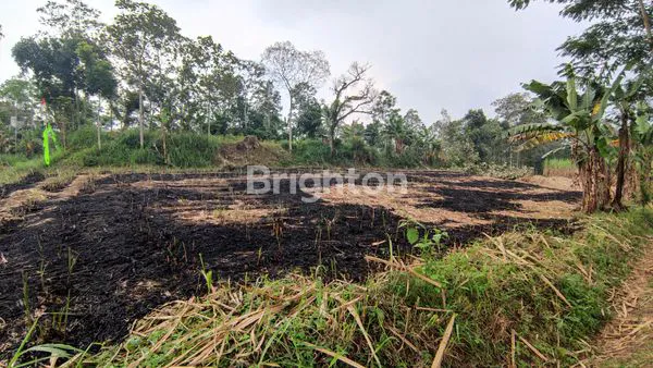 image TANAH KEBUN DS PRODO DS KLAMPOK (4)