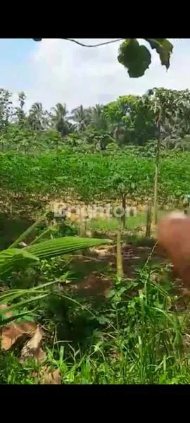 image TANAH SIAP BANGUN - DEKAT BOROBUDUR (1)