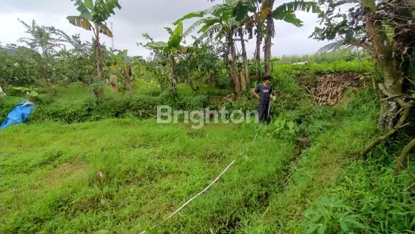 image TANAH DI DAERAH CIAPUS (1)