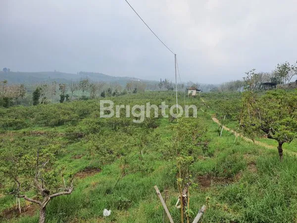 image TANAH KEBUN BATU LUAS (6)