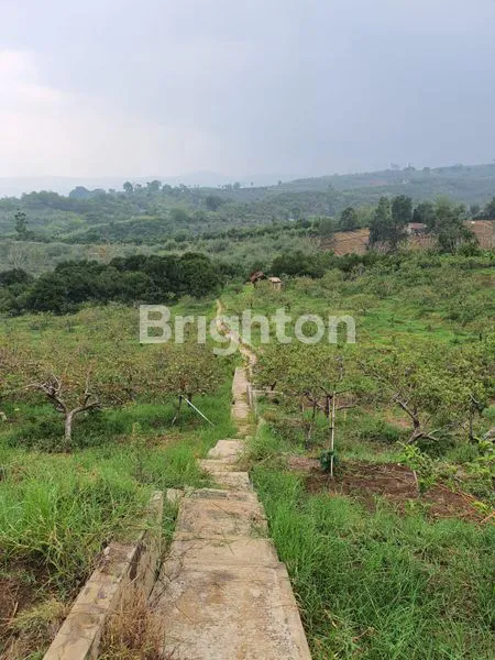 image TANAH KEBUN BATU LUAS (7)