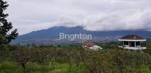 image TANAH KEBUN BATU LUAS (2)