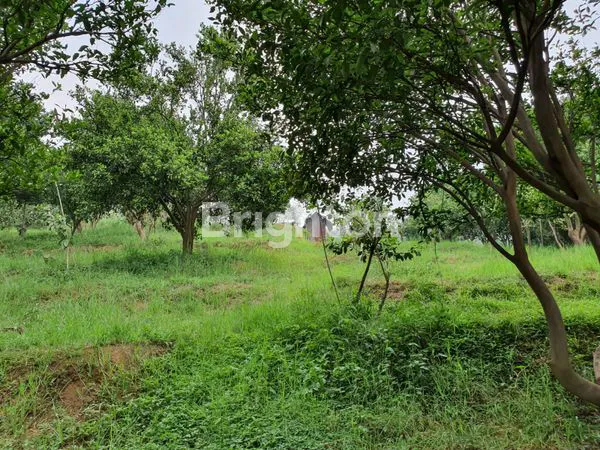 image TANAH KEBUN BATU LUAS (8)