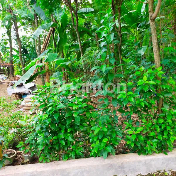 image TANAH KEBUN UNTUK INVESTASI DI SADENG GUNUNG PATI SEMARANG (5)