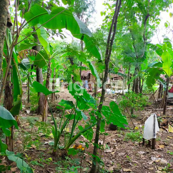 image TANAH KEBUN UNTUK INVESTASI DI SADENG GUNUNG PATI SEMARANG (7)