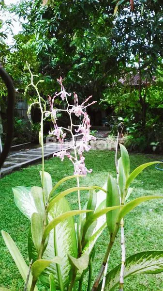 image RUMAH MEWAH DLM KOTA JOGJA STRATEGIS DEKAT MALIOBORO (4)