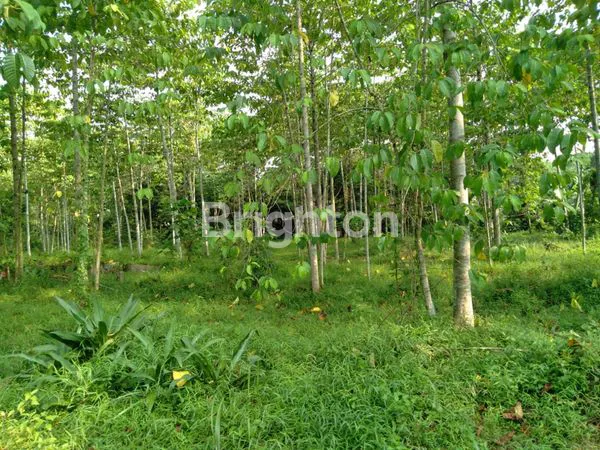 image TANAH KEBUN SIAP PANEN SENGON ALBASIA MAMPIR CILEUNGSI JONGGOL BOGOR. DEKAT TAMAN BUAH MEKARSARI. COCOK UNTUK PERUMAHAN, VILLA, PERKEBUNAN, PETERNAKAN, REKREASI/OUTBOND (2)
