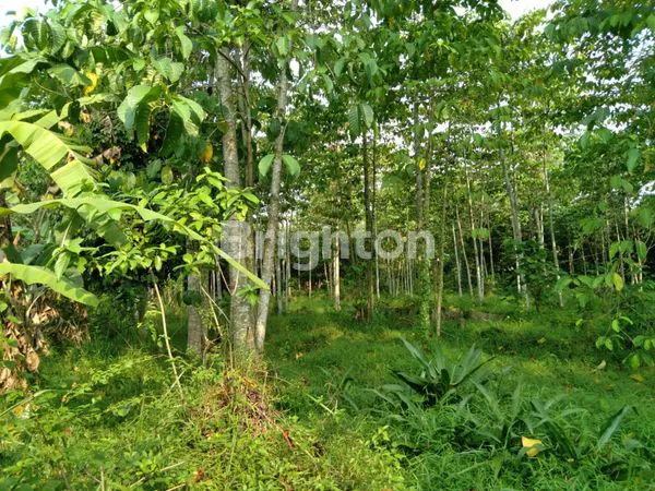 image TANAH KEBUN SIAP PANEN SENGON ALBASIA MAMPIR CILEUNGSI JONGGOL BOGOR. DEKAT TAMAN BUAH MEKARSARI. COCOK UNTUK PERUMAHAN, VILLA, PERKEBUNAN, PETERNAKAN, REKREASI/OUTBOND (1)