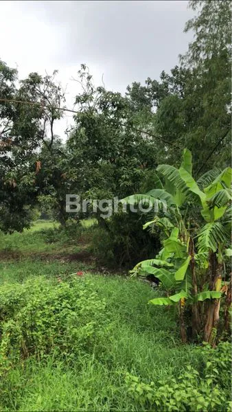 image PUNGGING - MOJOKERTO (2)