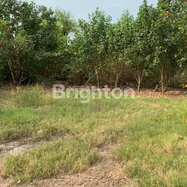 image TANAH JLAMPRANG PEKALONGAN UTARA (1)