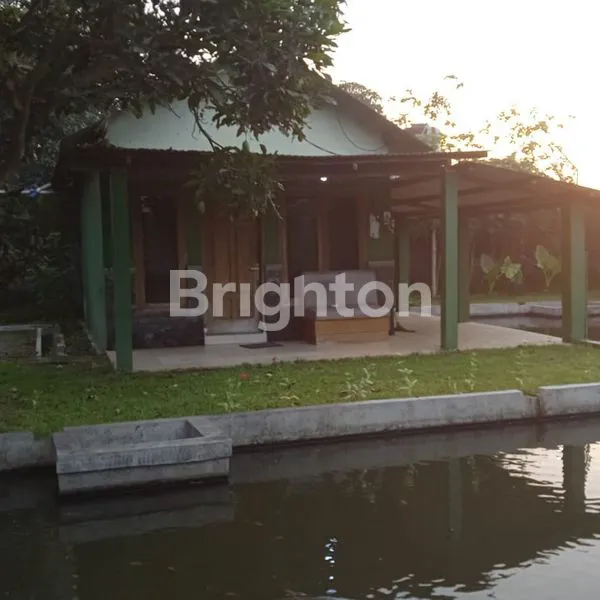 image TANAH PETERNAKAN/PERIKANAN DESA SINDUMARTANI SLEMAN JOGYAKARTA (7)