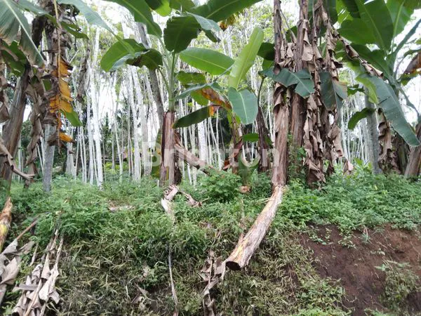 TANAH KAYENGAN KECIL MAGELANG