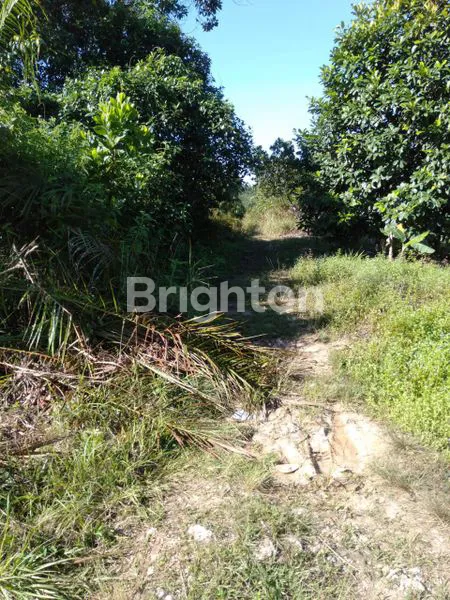 image LAHAN DI DAERAH POTENSIAL, TENGAH KOTA TABALONG 1 JAM DARI BANDARA  WARUKIN (2)