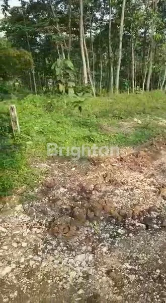 image TANAH LUAS MURAH COCOK UNTUK HUNIAN ATAU KEBUN DI KLAPANUNGGAL BOGOR (1)