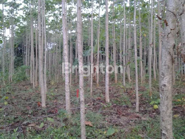image LOKASI TEPI TOL SMRG SOLO, BISA UTK USAHA KAFE VIEW JLN TOL (2)