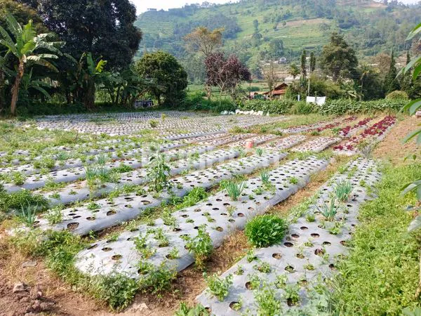 image TANAH DATAR SIAP BANGUN JALAN RAYA LEMBANG CIKOLE (6)