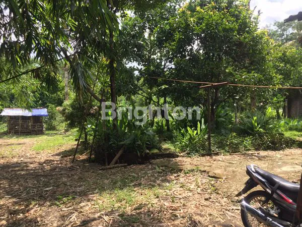 image LAHAN PERKEBUNAN DI ATAS BUKIT,DAERAH MIJEN SEMARANG (6)