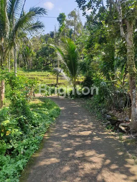 TANAH KEBUN WONOAGUNG