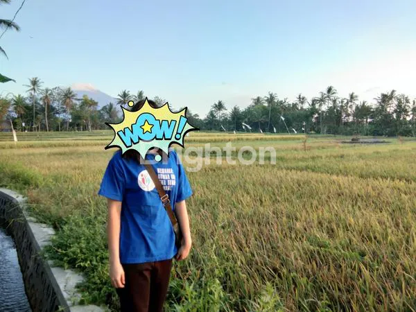 TANAH DI PAKEL LICIN BANYUWANGI