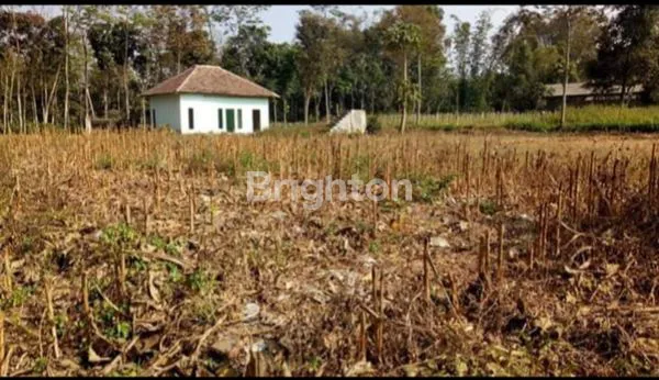 BELAKANG KANTOR KELURAHAN, NEGO