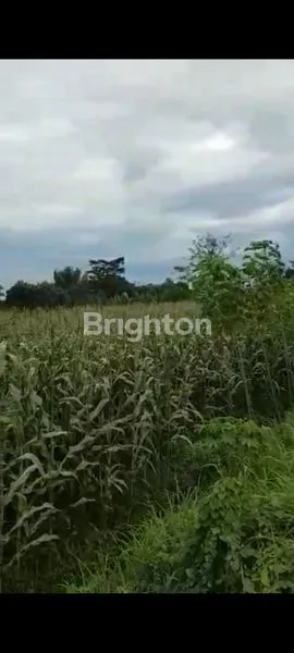 Gambar Property TANAH SAWAH DI PASURUAN