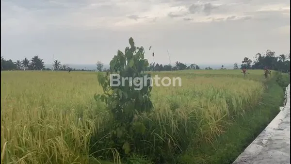 image TANAH SAWAH SUBUR VIEW GUNUNG (2)
