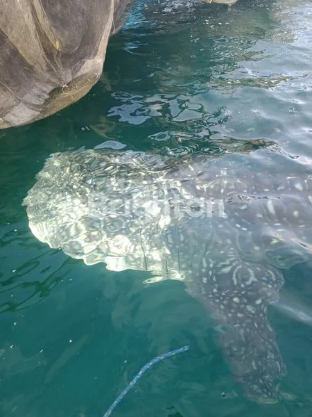 image MARATUA KALIMANTAN TIMUR 1 KILOMETER KE ARASATU VILLA (3)