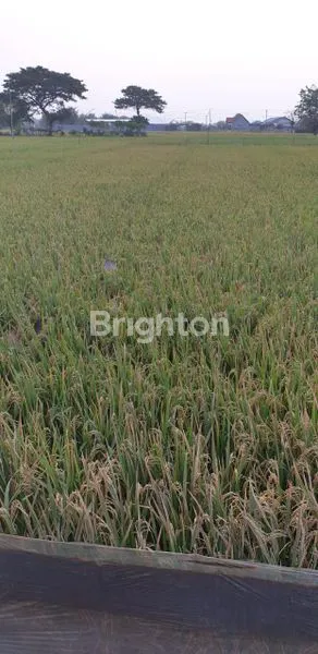 image TANAH  SAWAHDS GANGGANG, BALONG PANGGANG GRESIK (1)