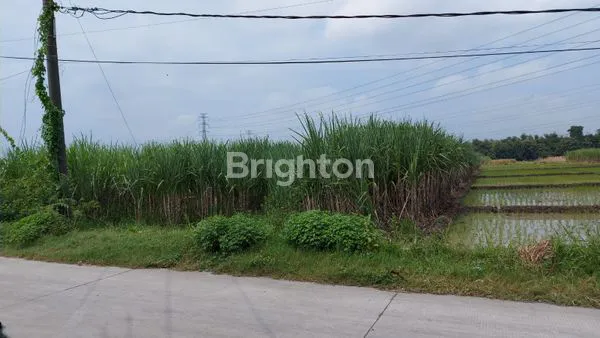 TANAH SAWAH BALONGMOJO MOJOKERTO